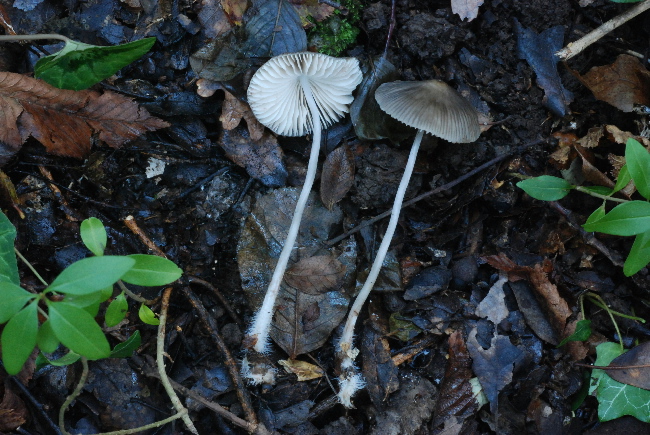 uscita prima della nevicata